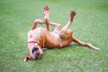 11 Hilarious Reasons Your Dog Needs More Action