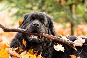 Ultimate 13 Dog Breeds That Prove Home Is Where They Are