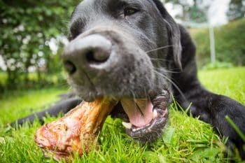 13 Reasons Your Dog Might Be Chewing Everything