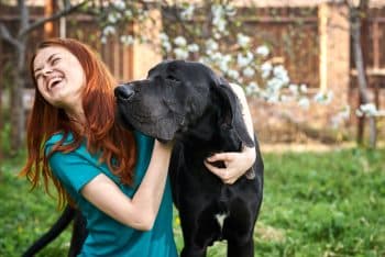 13 Gentle Giant Dog Breeds That Will Love You Forever