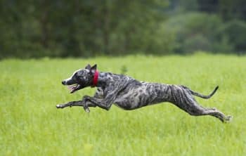 15 Dog Breeds Known for Their Remarkable Speed