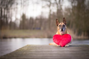 Top 9 Reasons Dogs Are The Ultimate Protectors Of Our Hearts