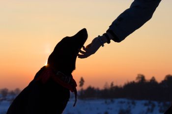 15 Ways Your Dog Brings Light To Even Your Darkest Days