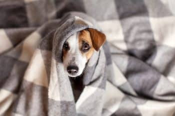 Behavior Changes During Cold Weather: Do Dogs Get The Winter Blues?