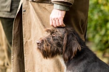 Top 11 Signs Your Dog Is the Most Loyal Friend You’ll Ever Have