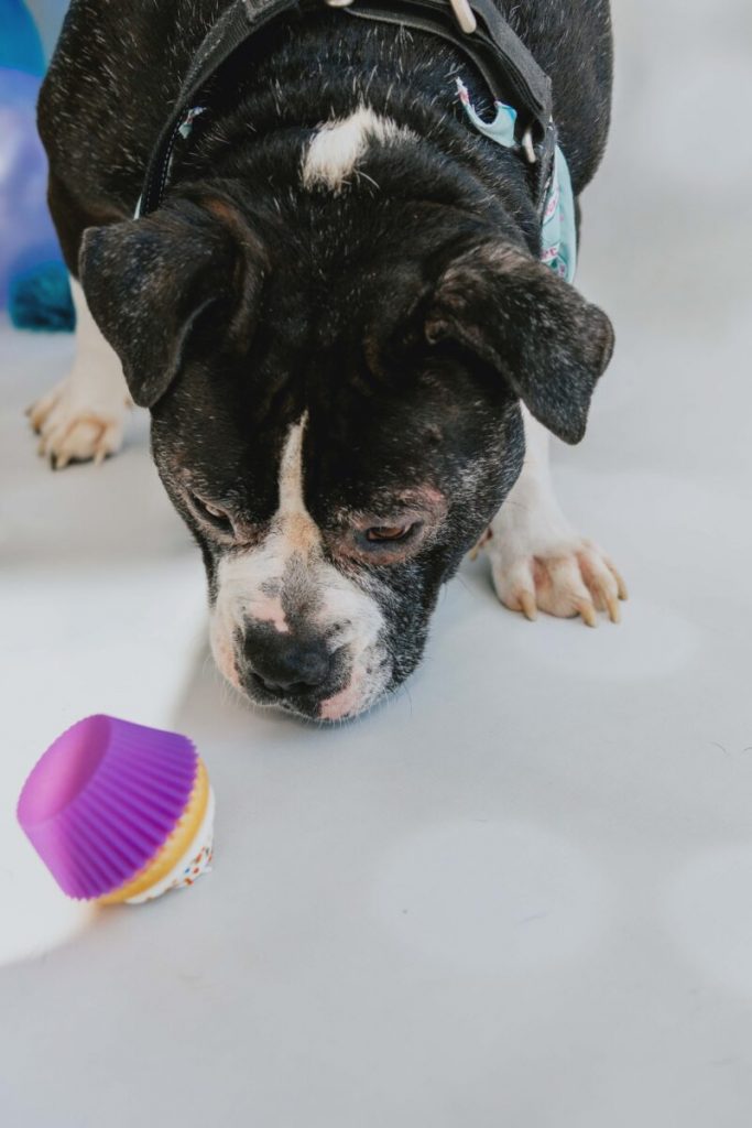 Today is Cupcake Day for the Ontario SPCA and it’s the sweetest way to help animals 