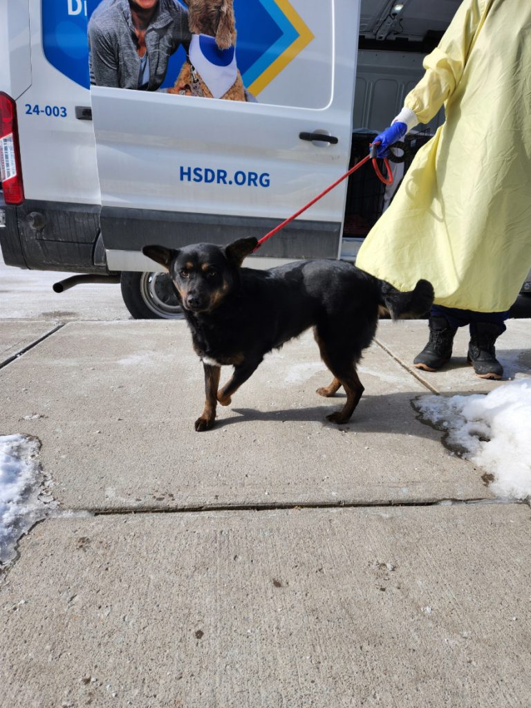 The Humane Society of Durham Region welcomes Northern dogs who need homes