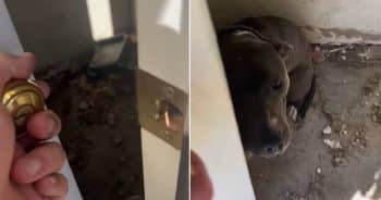 Dog Left Alone To Starve In ‘Abandoned’ House Gets A Miracle Rescue