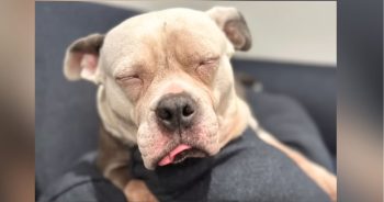 Dumped Mama Dog Experiences Freedom For The First Time