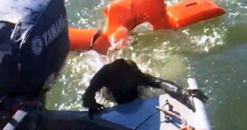 Fishermen Spot a ‘Drowning Dog’—Then Realize It’s Not A Dog At All