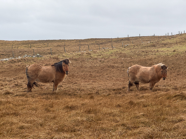 Icelandic Bog Horses