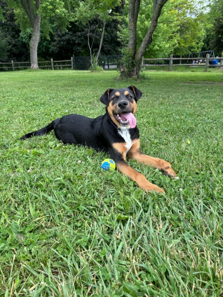 Saved from a dumpster, Korra gets a new start