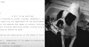 New Law Could Bring Harsher Penalties for Animal Abusers