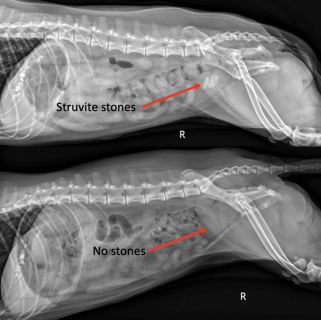 Struvite, Calcium Oxalate, and More: Decoding Bladder Stones in Dogs