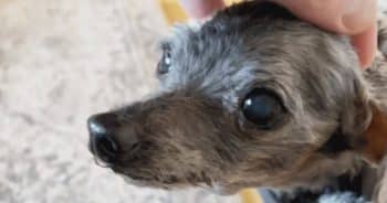 Tiny Stray 14-Year Old Dog Left at Shelter with His Favorite Toy, Looking for a New Home