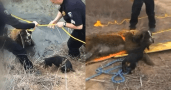 Dachshund’s Determination Leads to Rescue of St. Bernard Trapped for 18 Hours