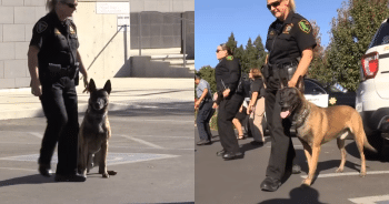 Police Pup Busts a Move in Viral Dance Challenge With His Handler