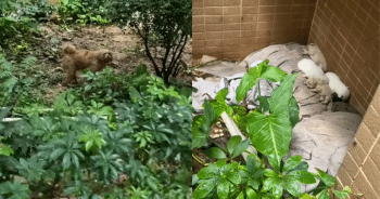 Behind Their Building, Residents Found a Stray Dog Family in Need