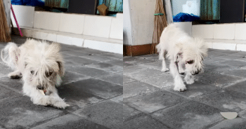 Rescuers Save a Homeless Dog—Then Learn She’s a New Mom