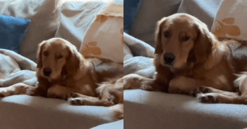 Golden Retriever Is Not Impressed by Little Girl’s Show—And It’s Hilarious!