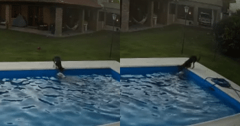 Puppy Hero Saves His Blind Senior Friend From Drowning in a Pool