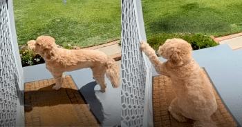 This Goldendoodle Had an Adorable Reason for Visiting the Neighbors