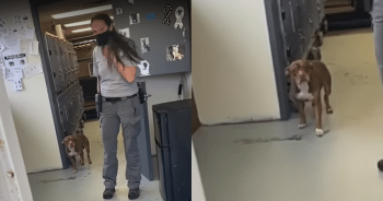 Missing Dog Reunites with Family After 4 Months in a Joyful Reunion