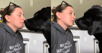 Dog Mom and Her Talkative Labrador Have the Funniest Pre-Shopping Chat