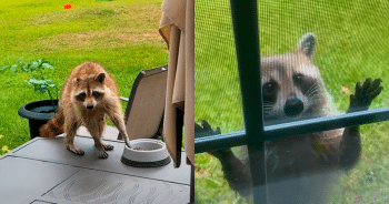 Mama Raccoon Knocks on Door to Introduce Her Tiny Babies to Her Best Human Friend