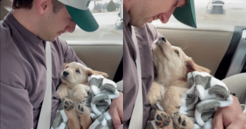 This Golden Retriever Puppy’s Cuteness Brings His New Dad to Tears