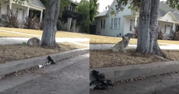 California Man Saves Starving Street Dog Poisoned While Searching for Food