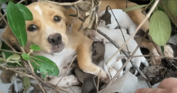 A Stray Dog’s Daily Visits Held a Hidden Truth This Man Never Expected