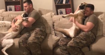 German Shepherd Cries With Happiness When Soldier Dad Finally Comes Home