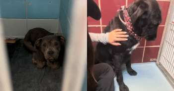 Heartfelt Video Captures Shelter Dogs Finally Experiencing Love