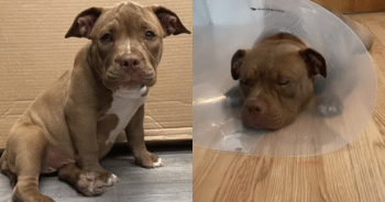 From Trauma to Trust: Abandoned Breeding Dog Gets a New Start