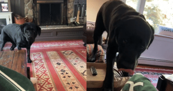 Say the Magic Words and This Labrador Instantly Explodes With Zoomies