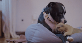 A Walk in the Woods Turned Mysterious When A Hiker Heard Strange Noises