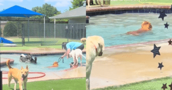 Golden Retriever Causes ‘Adorable’ Scene by Refusing to Leave Daycare