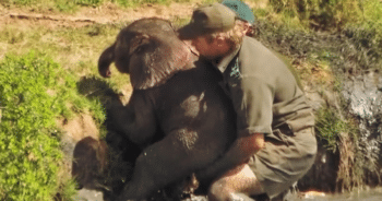 Brave Rangers Save Baby Elephant from Drowning and Get an Unforgettable Thank You