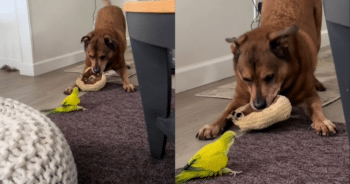 Bird Embraces His Inner Dog During Playtime with His Furry Friend