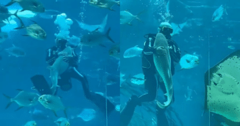 Friendly Lemon Shark Can’t Get Enough of Its Diver Bestie in Adorable Clip