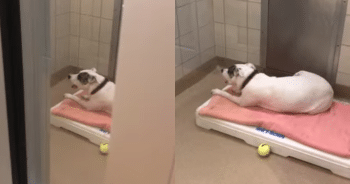 Tearful Shelter Pup’s Cries Reach the Right Person—Now She Has a Loving Home