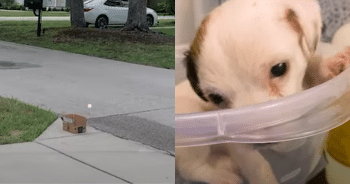 A Simple Box on the Curb Held a Heartbreaking Surprise for Rescuers