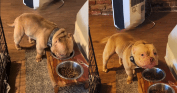 Puppy Takes a Break From His Food to Share a Meaningful Moment
