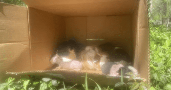 Runner’s Morning Jog Takes an Unexpected Turn After Spotting a Box of Guinea Pigs
