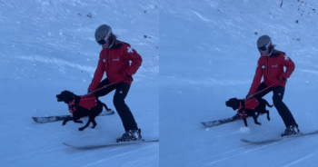 How Avalanche Dogs Train to Save Lives in the Snow
