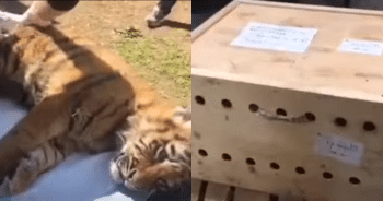 Strange Box Left at Airport Held a Stripey Secret No One Saw Coming