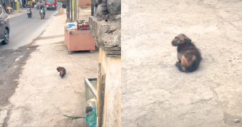 She Found a Hairless Puppy on the Road and Knew She Had to Act