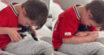 A Kitten, a Kid, and a Bond That’s Just Too Purrecious