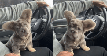Fluffy French Bulldog Looks Like a Koala with Bat Ears—And People Can’t Get Enough